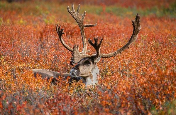 Large male caribou in red fall tundra-eye to eye with photographer-Denali National Park-Alaska